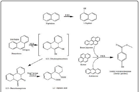 Schematic Pathways Proposed For The Degradation Of Naphthalene