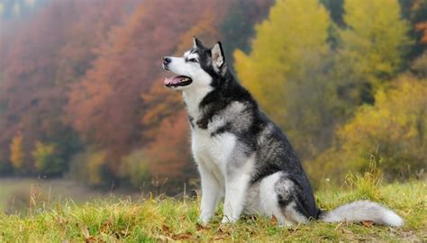 20 Strongest Dog Breeds In the World