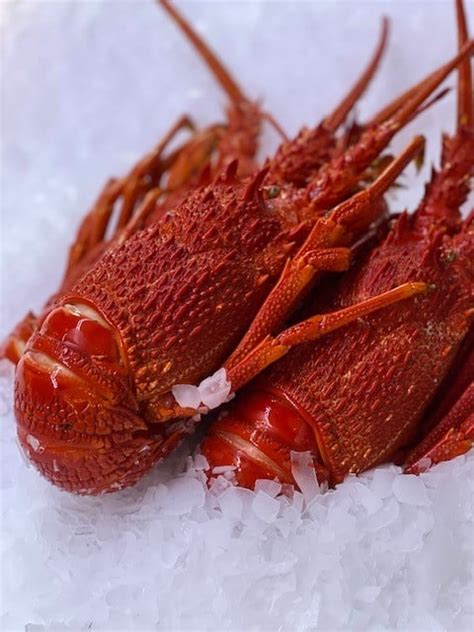 Crayfish Cooked Fresh Per Piece 800g 1kg Ocean Made Seafood