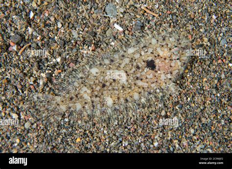 Dwarf Sole Hi Res Stock Photography And Images Alamy