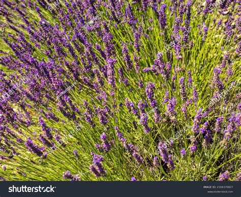 Echter Lavendel Lavandula Angustifolia Lavendelfelder Frankreich Stock