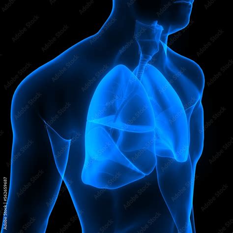 Human Respiratory System Lungs Anatomy Stock Illustration | Adobe Stock