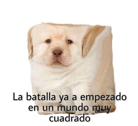 Pin En Meme Del Perro Triste