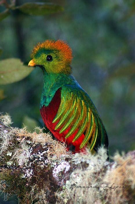 Resplendent Quetzal Colorful Birds Beautiful Birds Exotic Birds