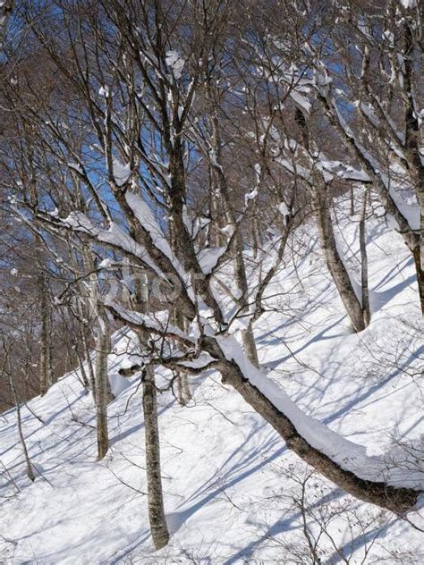 雪の積もった木々 No 25635083｜写真素材なら「写真ac」無料（フリー）ダウンロードok