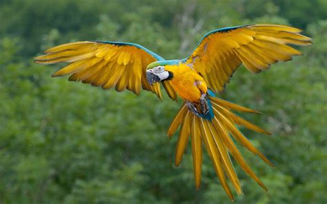 Flying parrot wallpaper | 2560x1600 | #13035