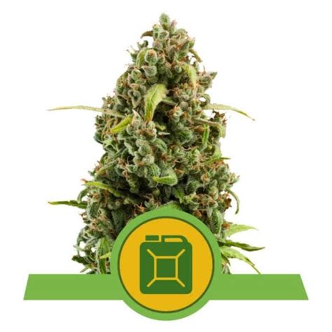 Royal Queen Seeds Autoflowering Cannabis Seeds For Sale North