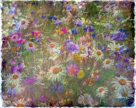 Wild Flowers Happy Birthday Images Best Flower Site