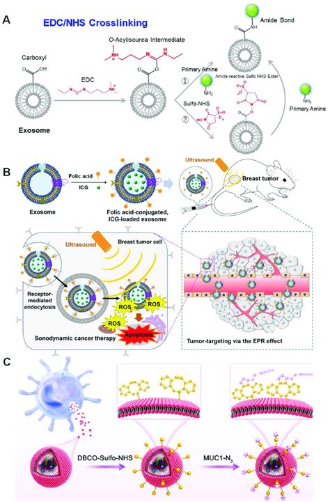 Chemical Engineering On The Exos By Edc Nhs Crosslinking A Schematic