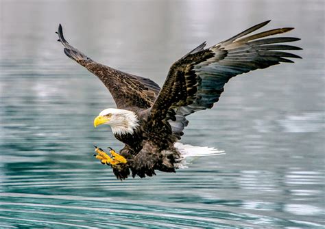 What is the future of the Endangered Species Act? • Earth.com – Green