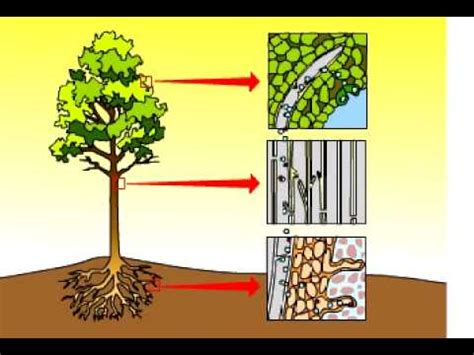 Water Transport In Plants Vcu Biol Introduction To