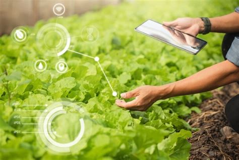 Agricultura Agrovoltaica Y Mantenimiento De Huertos