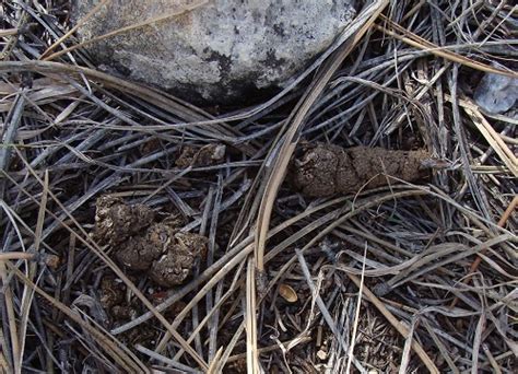 What Does Skunk Poop Look Like How To Clean Skunk Poop