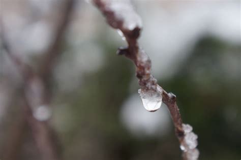 Kostenlose Foto Baum Wasser Ast Bl Hen Winter Tr Pfchen Pflanze