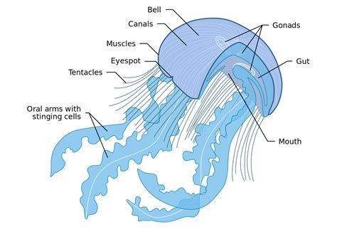 jellyfish anatomy labeled