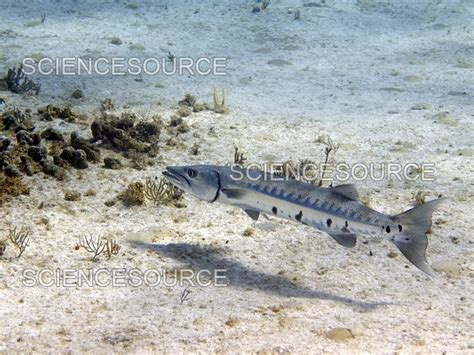 Photograph | Great Barracuda | Science Source Images