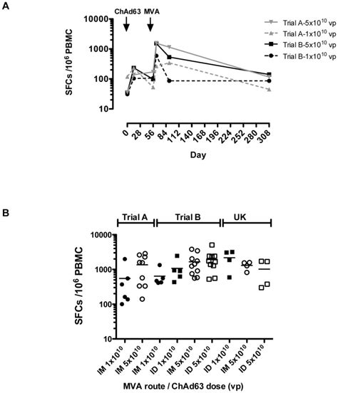 A Time course of IFN γ ELISPOT responses to ChAd63 MVA ME TRAP Lines