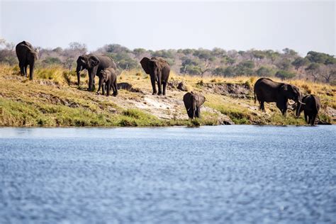 Botswana Wildlife