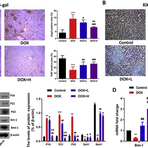 Fasudil Improves Nrk 52e Cell Apoptosis Induced By Dox A Flow