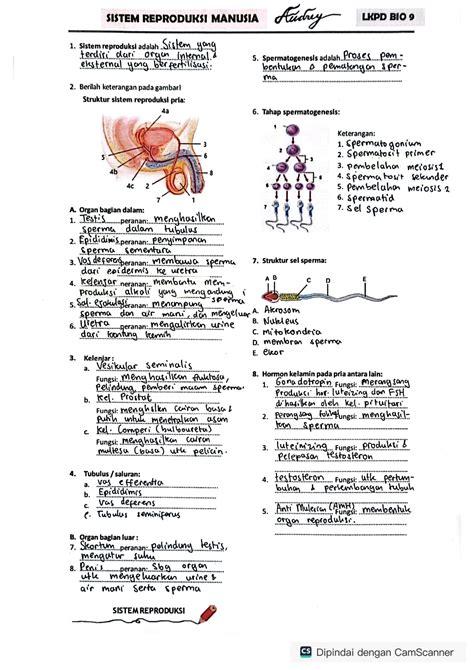Solution Modul Organ Reproduksi Manusia Dan Pembelahan Sel Kelas Ix
