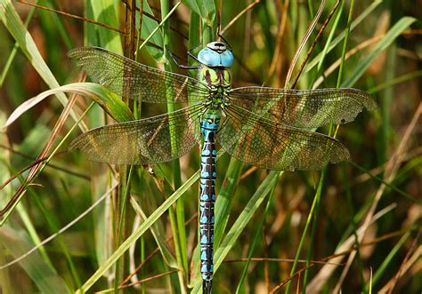 Gr N Mosaiksl Nda Green Hawker Aeshna Viridis