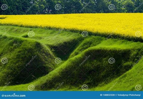 A Grass Covered Ravine At The Edge Of A Blooming Rapeseed Field Stock