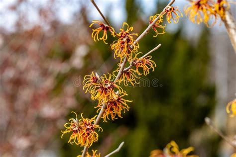 Witch Hazel That Yellow Beautiful Flowers Bloom Early Spring Stock