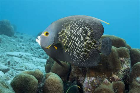 Coral Reef_French Angelfish - Texas State Aquarium