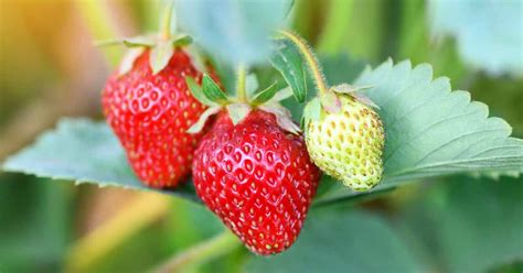 35 of the Best Strawberry Varieties for Home Gardeners