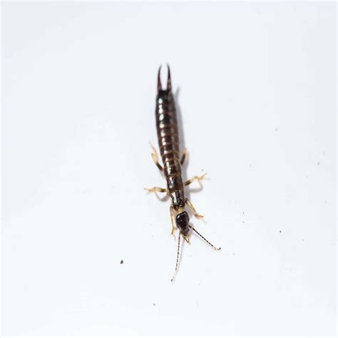 Types Of Earwigs How To Identify Different Earwig Species