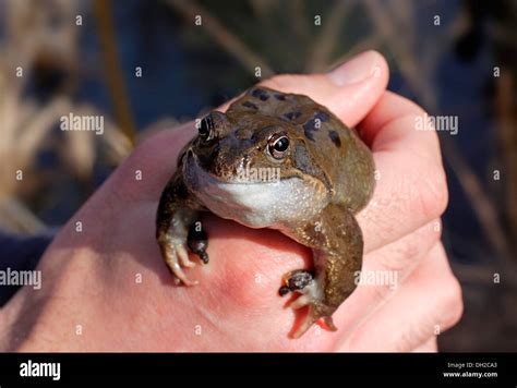 Common frog (Rana temporaria) on hand Stock Photo - Alamy