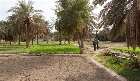 Jahra Farm | KuwaitBirds.org