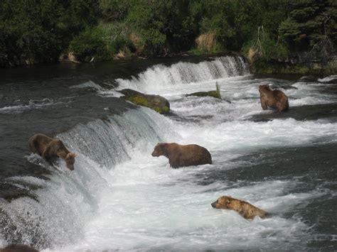 7 Weeks in Katmai: Bears on Brooks Falls