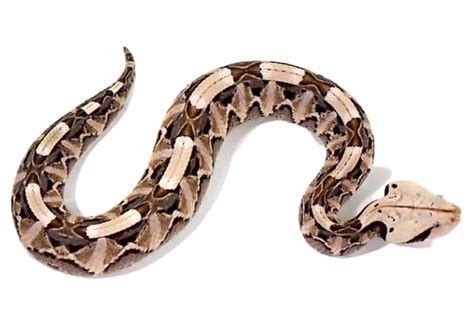 West African Gaboon Viper For Sale - Reptiles Heaven