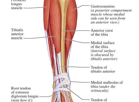 Tendinitis Tibial Anterior Causas Síntomas Y Tratamiento