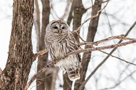 Chouette Rayée Strix Varia Barred Owl Agréable Moment Michel Boisvert Micheline Flickr