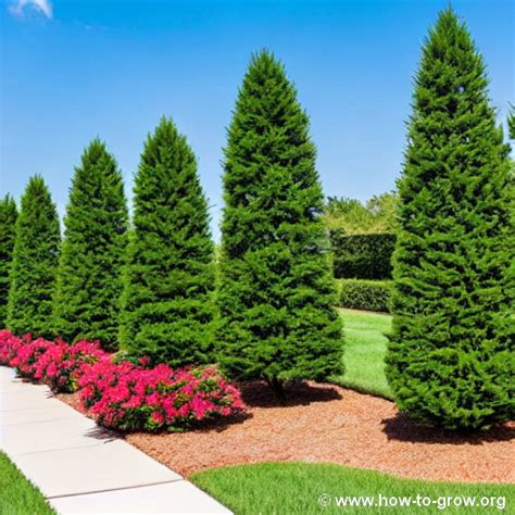 Best Cypress Trees For Indiana Gardens Expert Recommendations