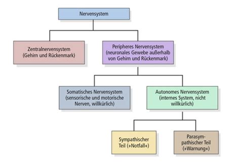 Das Nervensystem Karteikarten Quizlet