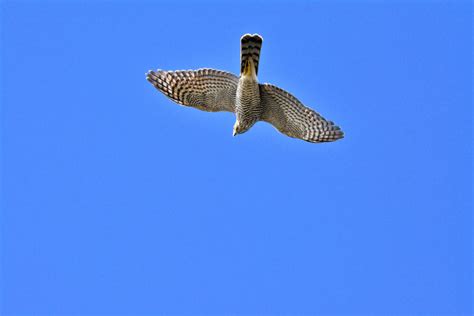 Goshawk Montrose Basin Species Database