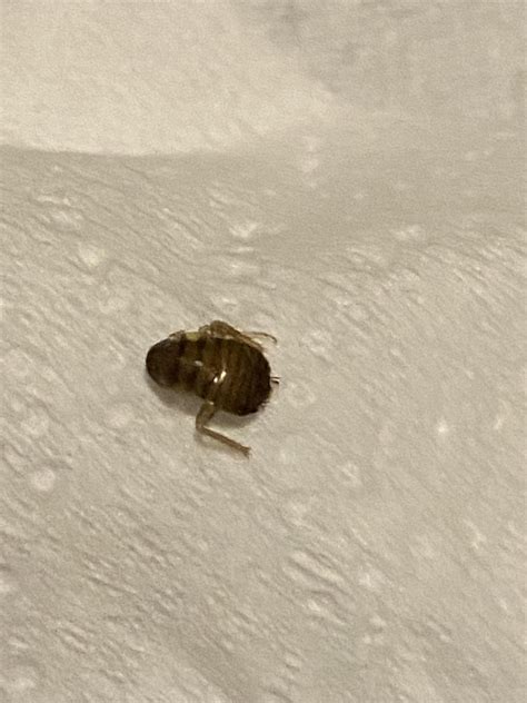 Found in my dirty laundry. : r/whatsthisbug