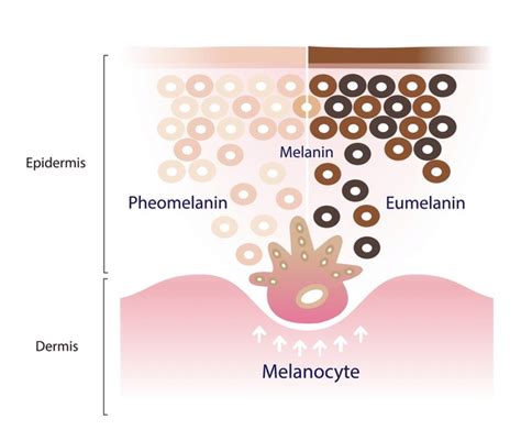 47 Cell Producing Melanin Royalty Free Photos And Stock Images