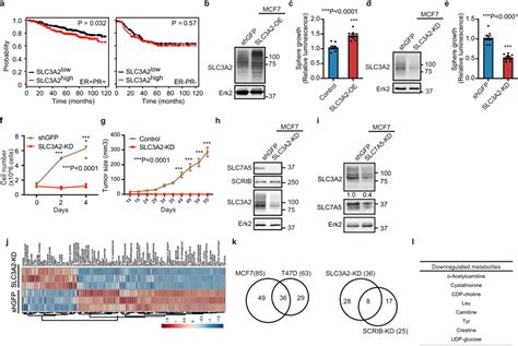 Slc3a2 Promotes Cell Proliferation In Er Breast Cancer Cells A Download Scientific Diagram