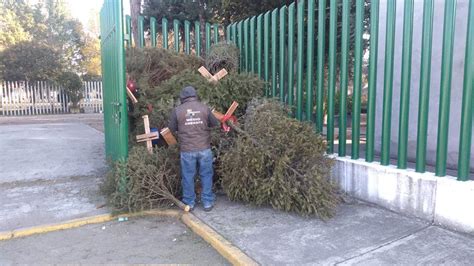 Listos centros de acopio de árboles de navidad en Metepec