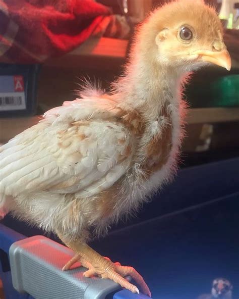 What Are Gold Sex Link Chickens A Comprehensive Guide