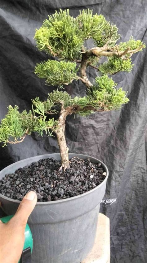 Bonsai Juniperus Chinensis Var Sargentii Furniture Home