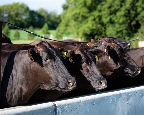 The Finest Beef in the US | American Wagyu Association