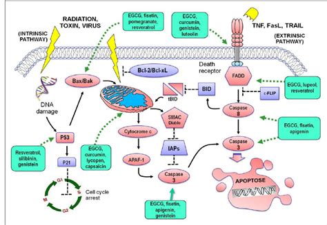 Schematic Drawing Of Signal Transduction Pathways Of Apoptotic Signals