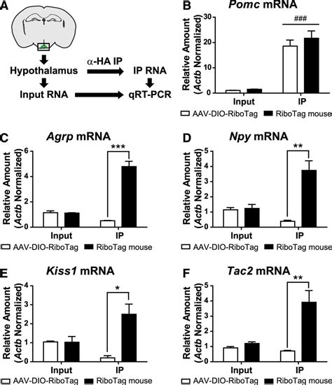 Fertility Regulating Kiss1 Neurons Arise From Hypothalamic Pomc