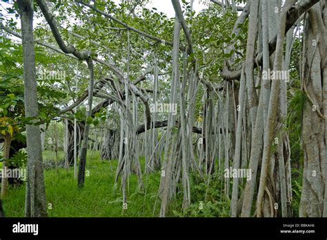 India Tamil Nadu Chennai Madras Ficus Bengalensis The Largest