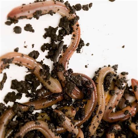 How To Attract Worms To Your Garden 4 Ways That Work Earthworms